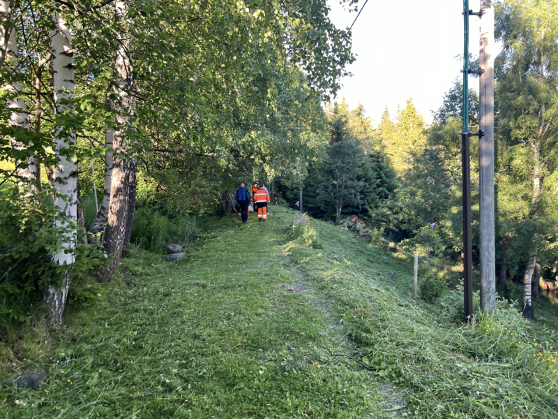 Sommer i Skogparken